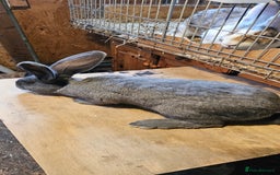 Continental Giant rabbits for sale: Continental Giants Merle - Image 18