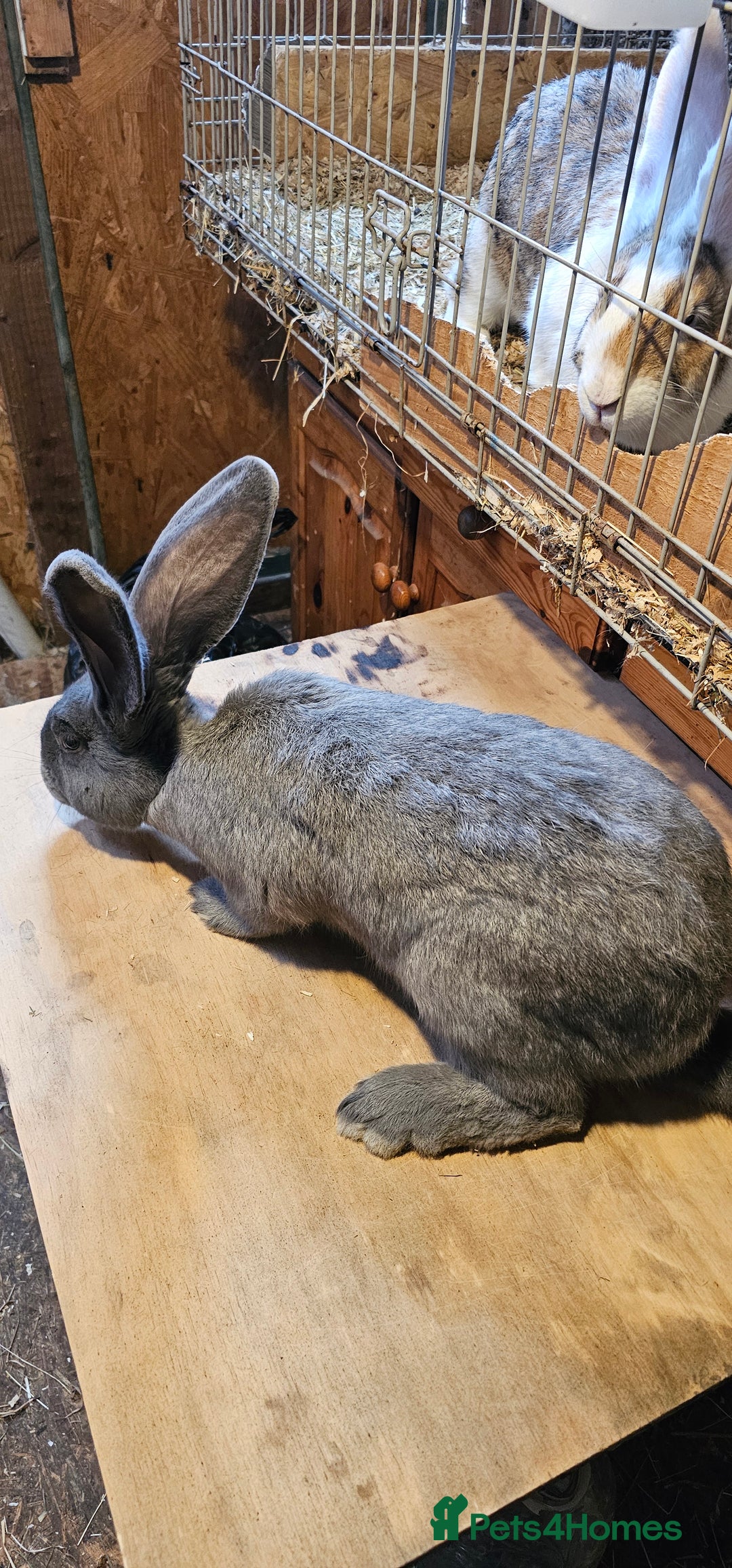Continental Giant rabbits for sale: Continental Giants Merle - Image 18