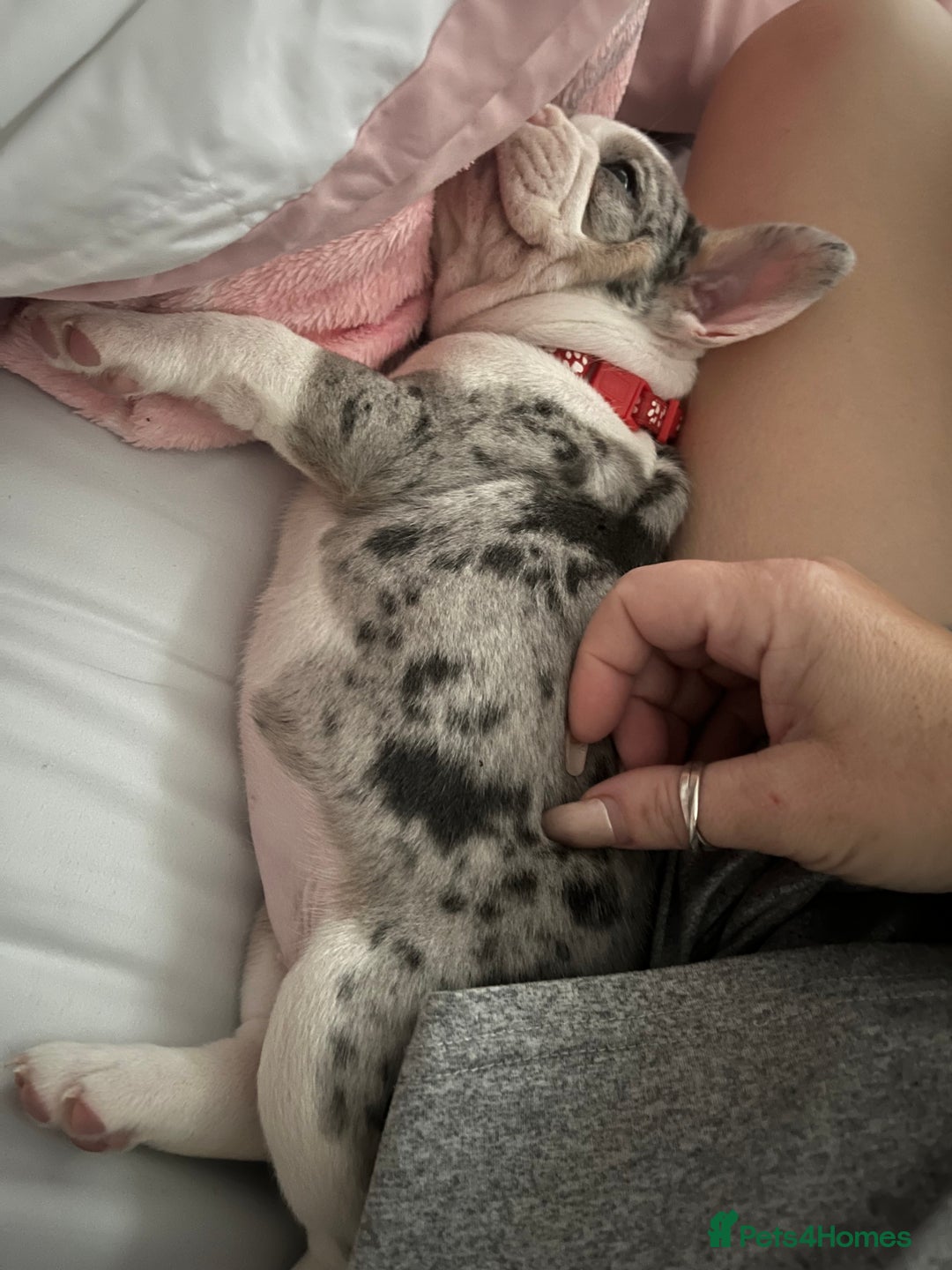 French Bulldog dogs for sale: Stunning Female Merle French Bulldog.  - Image 8