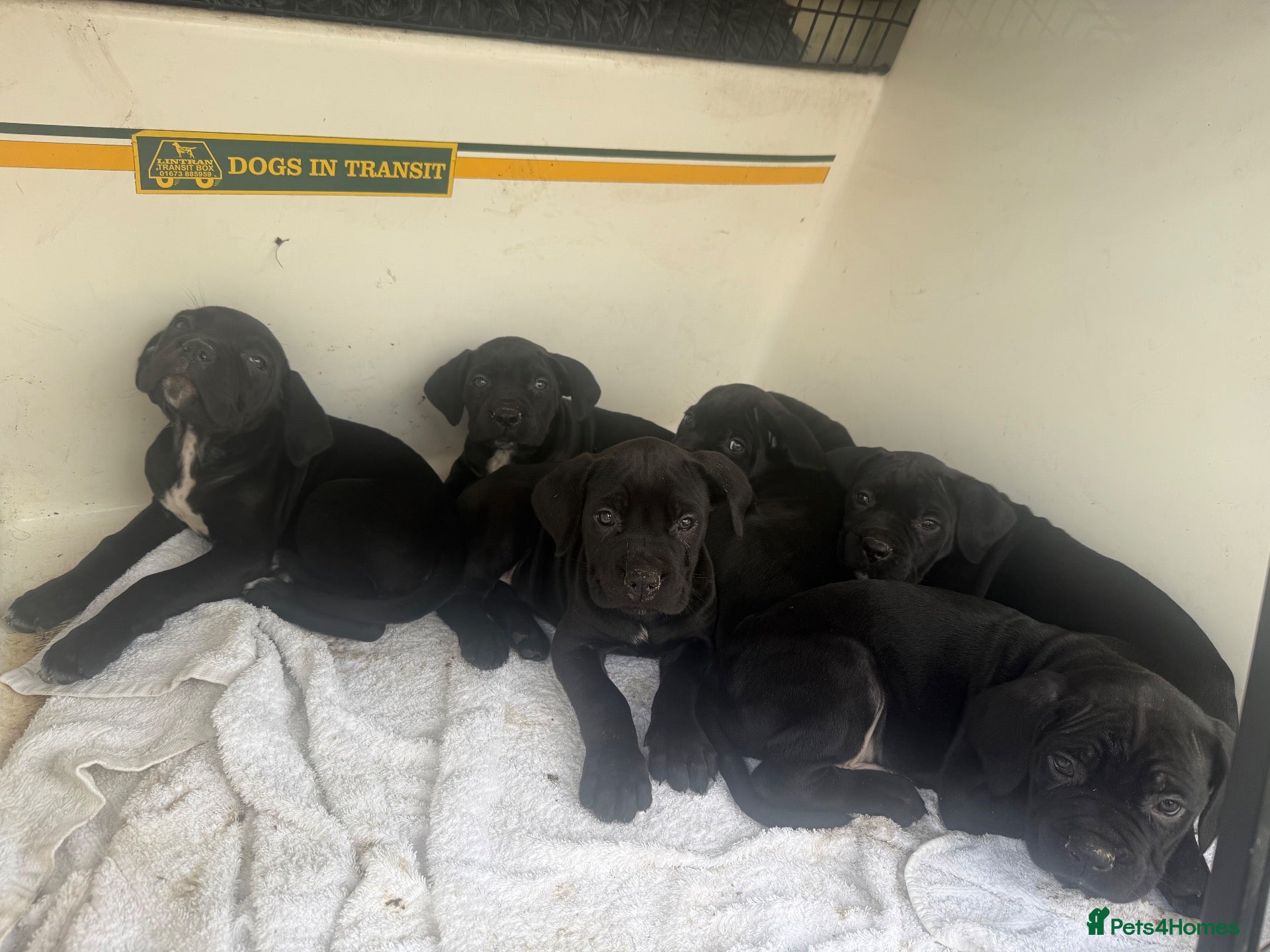 Cane Corso dogs Beautiful Pure Cane Corso Puppies - Advert 1