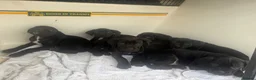 Cane Corso dogs for sale: Beautiful Pure Cane Corso Puppies - Advert 1