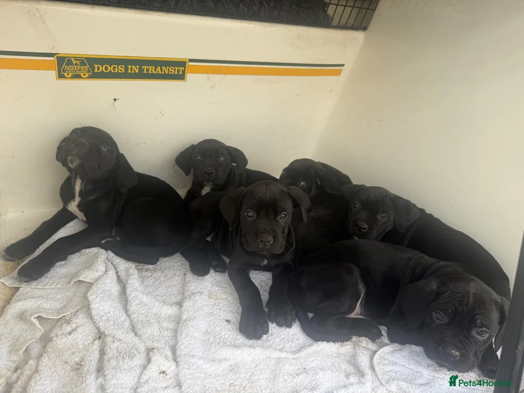 Cane Corso dogs for sale: Beautiful Pure Cane Corso Puppies - Advert 1