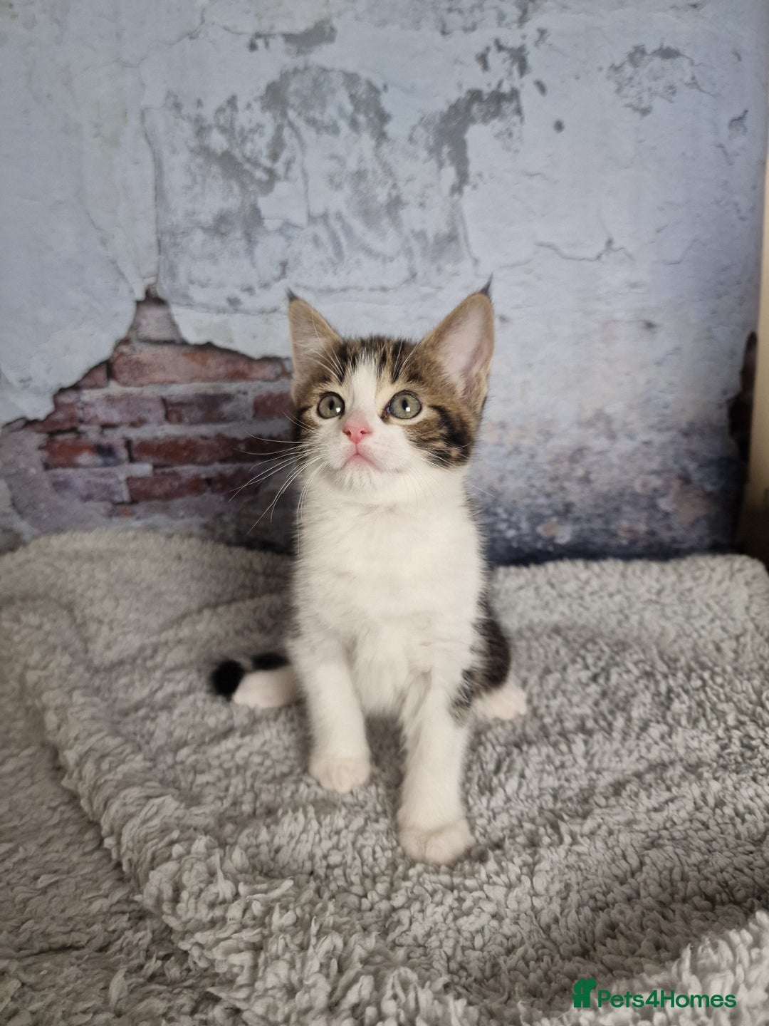 Mixed Breed cats for sale: Lovely kittens from a white odd-eyed mother. - Advert 1