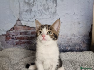 Mixed Breed cats Lovely kittens from a white odd-eyed mother. - Advert 1