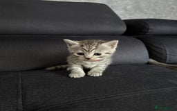 Scottish Fold cats for sale: Scottish fold/straight - Image 23