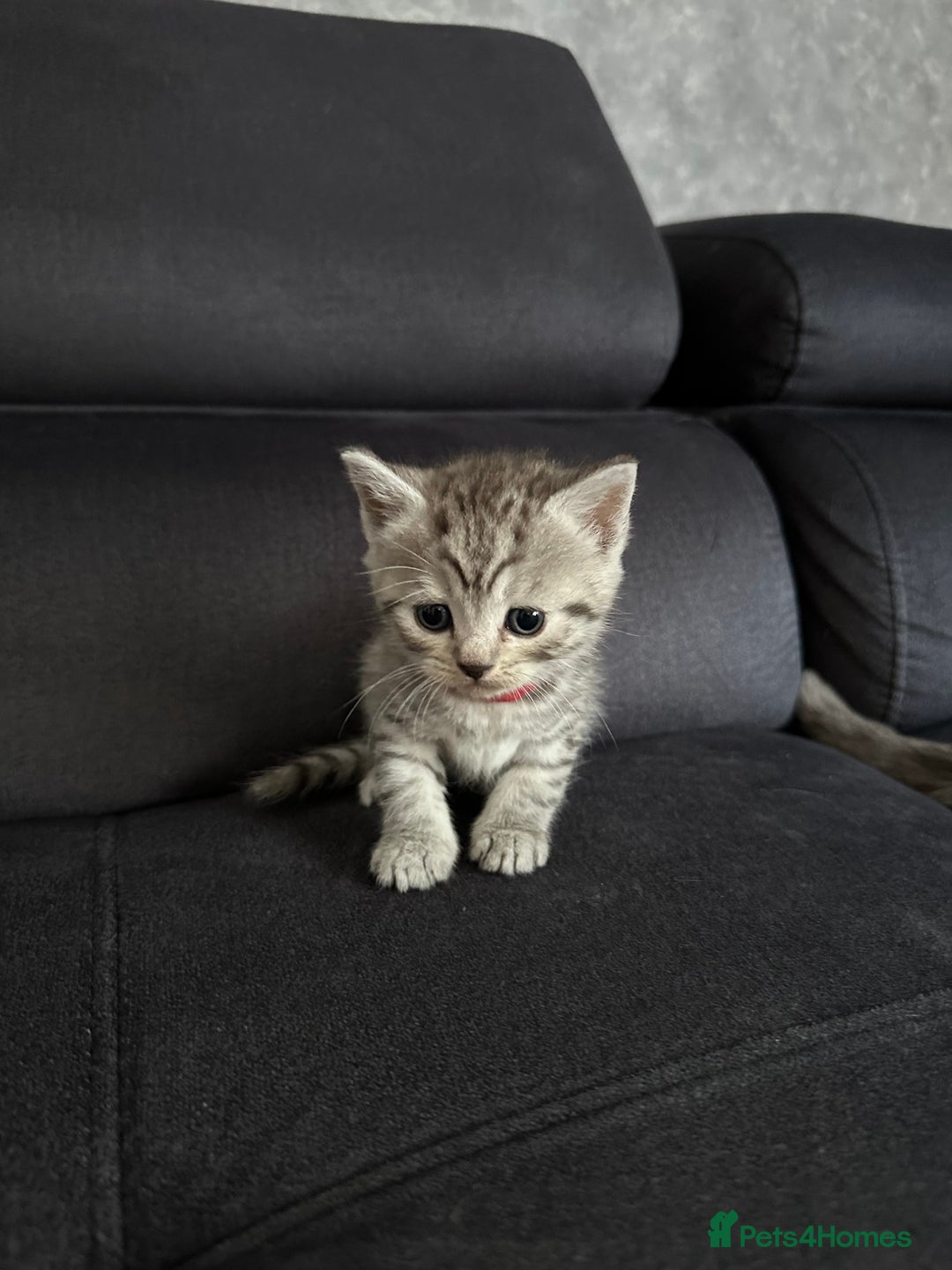 Scottish Fold cats for sale: Scottish fold/straight - Image 23