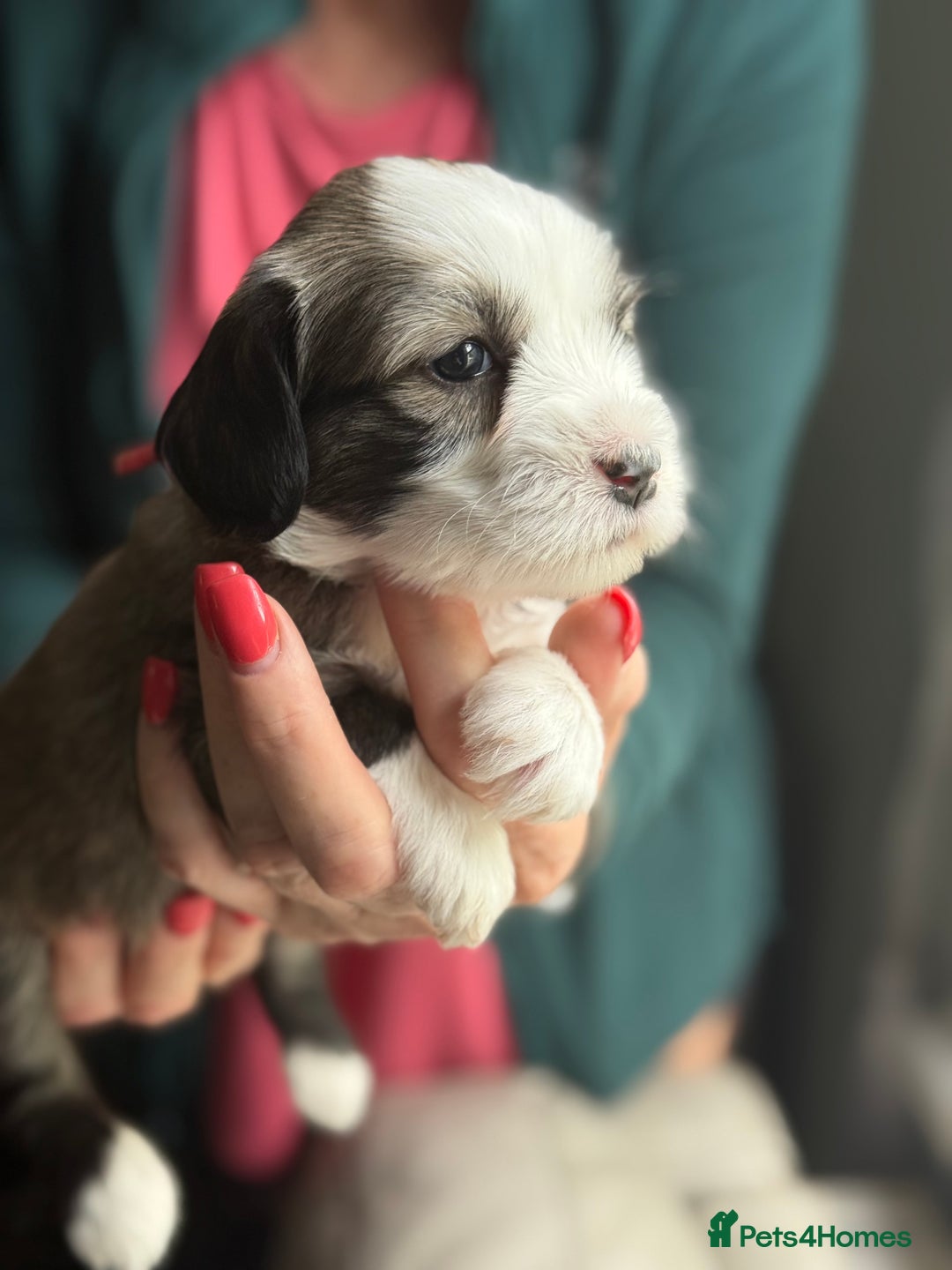 Tibetan Terrier dogs for sale: Gold Sable & White Tibetan Terrier Girl - Image 6