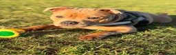 Staffordshire Bull Terrier dogs for stud: KC Proven Blue Fawn Staffy Stud - Advert 13