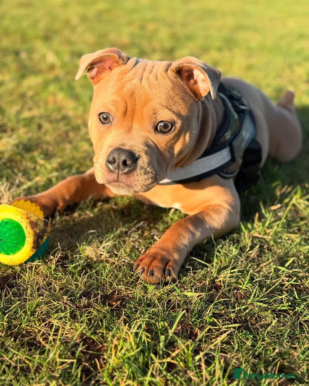 Staffordshire Bull Terrier dogs for stud: KC Proven Blue Fawn Staffy Stud - Advert 13