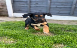 Mixed Breed dogs for sale: Border collie x irish setter pups *READY 3RD SEP* - Image 9