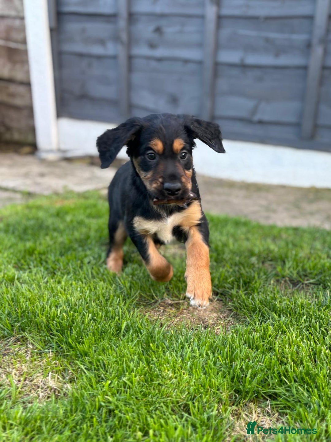 Mixed Breed dogs for sale: Border collie x irish setter pups *READY 3RD SEP* - Image 9