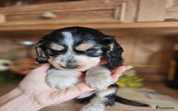 Cocker Spaniel dogs for sale: KC show cocker spaniel puppies - Image 17