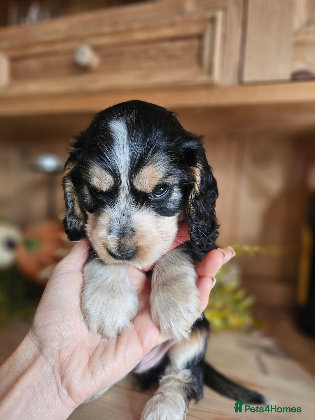 Cocker Spaniel dogs for sale: KC show cocker spaniel puppies - Image 17