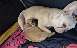 French Bulldog dogs for sale: French bulldog pups ❤️ - Image 12