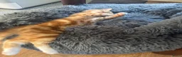 Mixed Breed cats for sale: Female Ginger Kitten - Advert 1