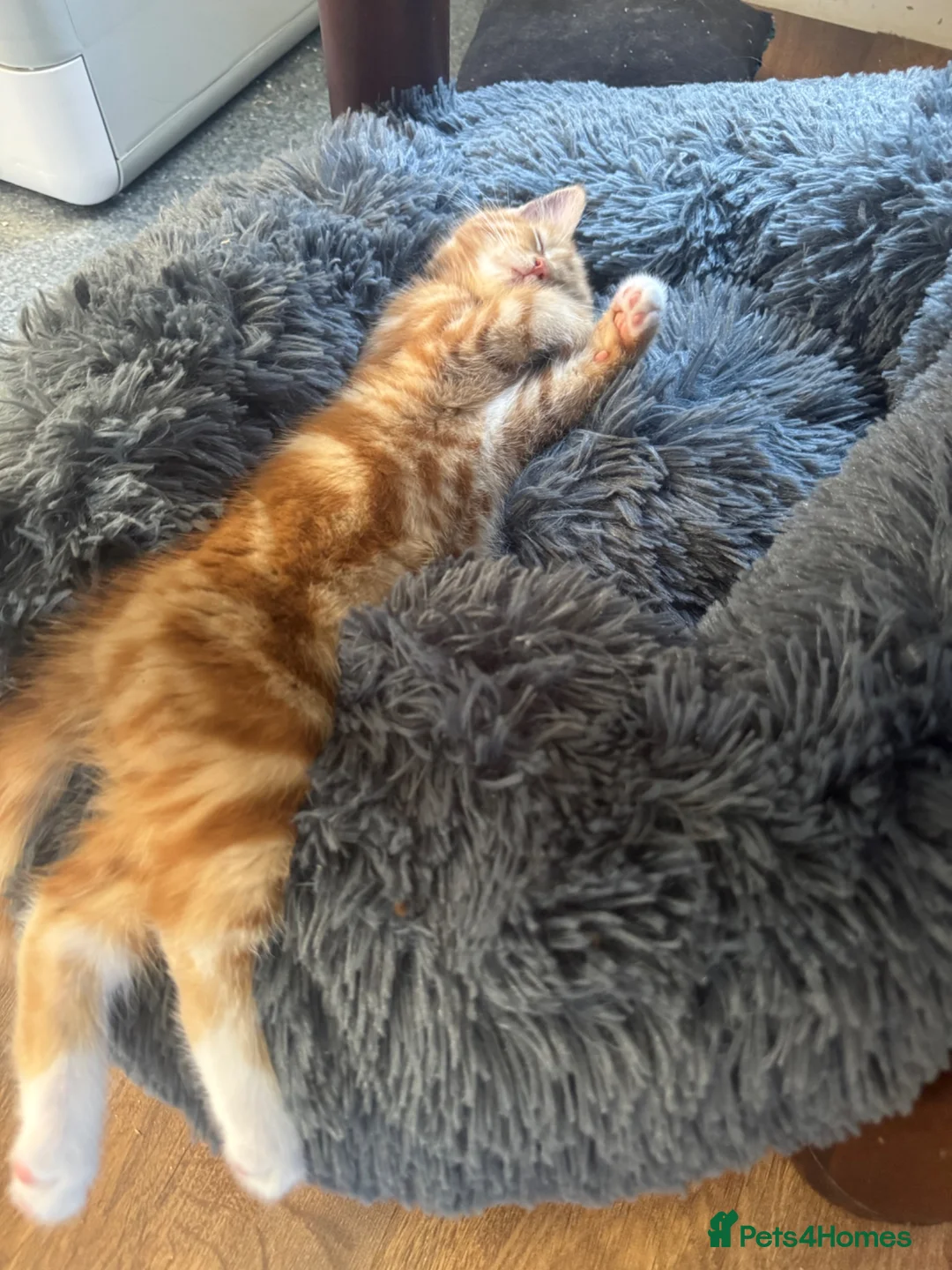 Mixed Breed cats for sale: Female Ginger Kitten - Advert 1