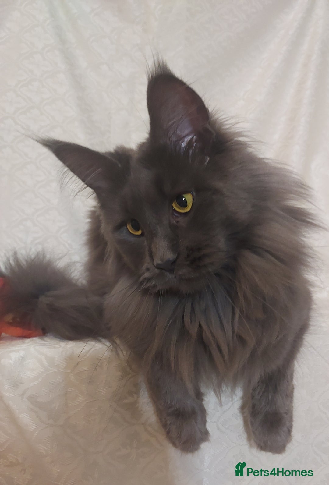 Maine Coon cats for sale: Pure Maine Coon Kittens Looking For A New Home  - Image 20