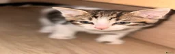 Mixed Breed cats for sale: 5 beautiful kittens  - Advert 8