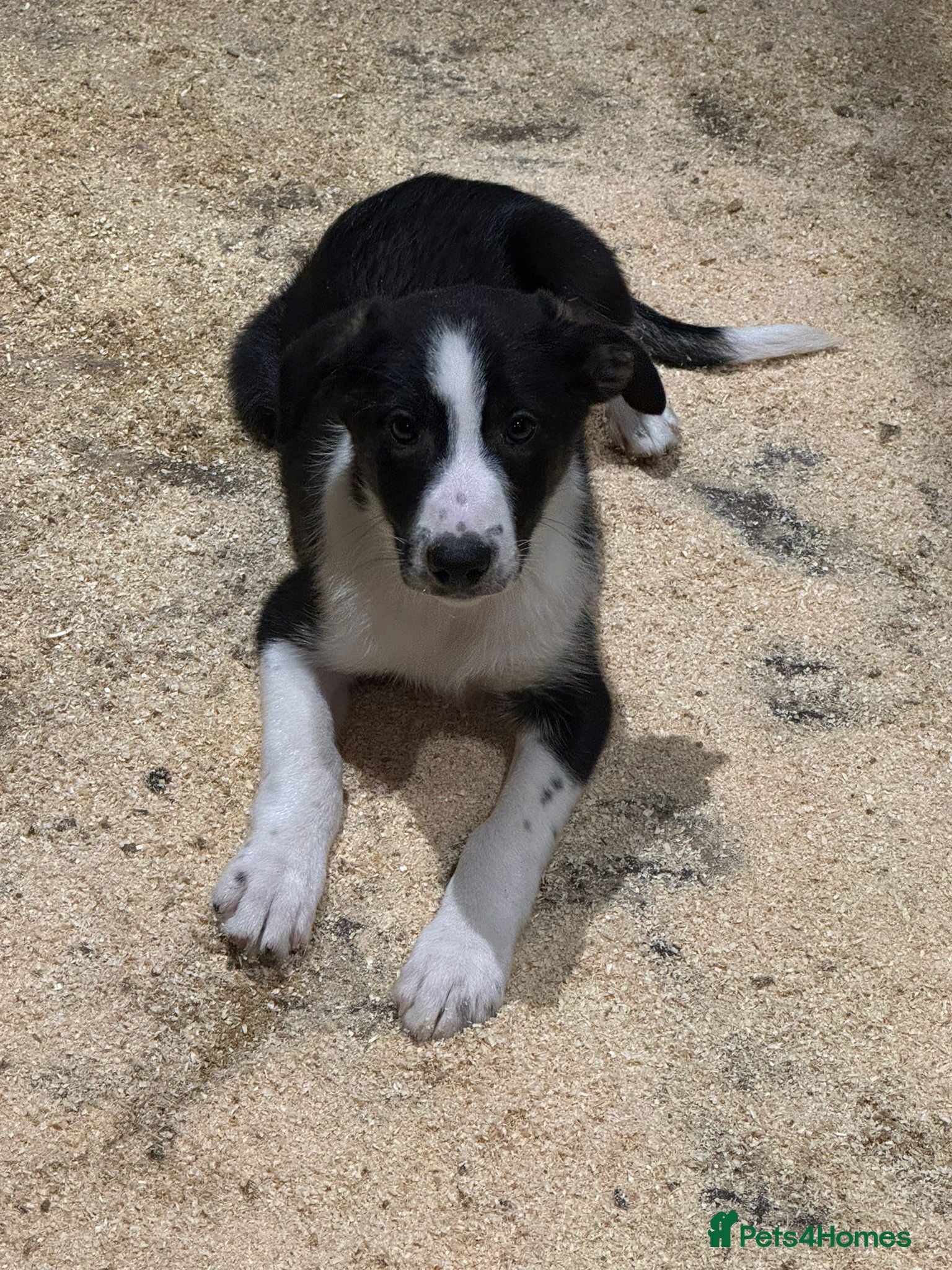 Border Collie dogs ISDS REGISTERED BORDER COLLIE PUPS - Advert 2