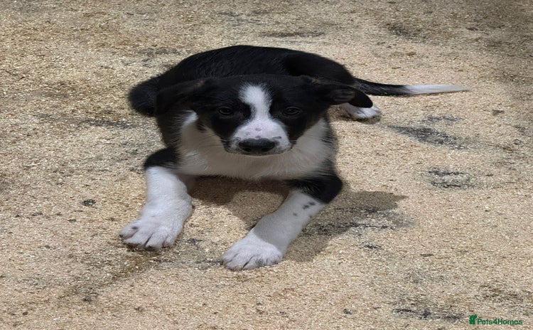 Border Collie dogs - Advert 1