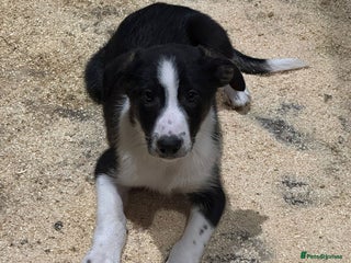 Border Collie dogs - Advert 4