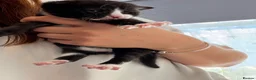 Mixed Breed cats for sale: 3 kittens looking for loving home  - Advert 7