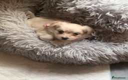 Mixed Breed dogs for sale: Malchi puppies  - Image 1