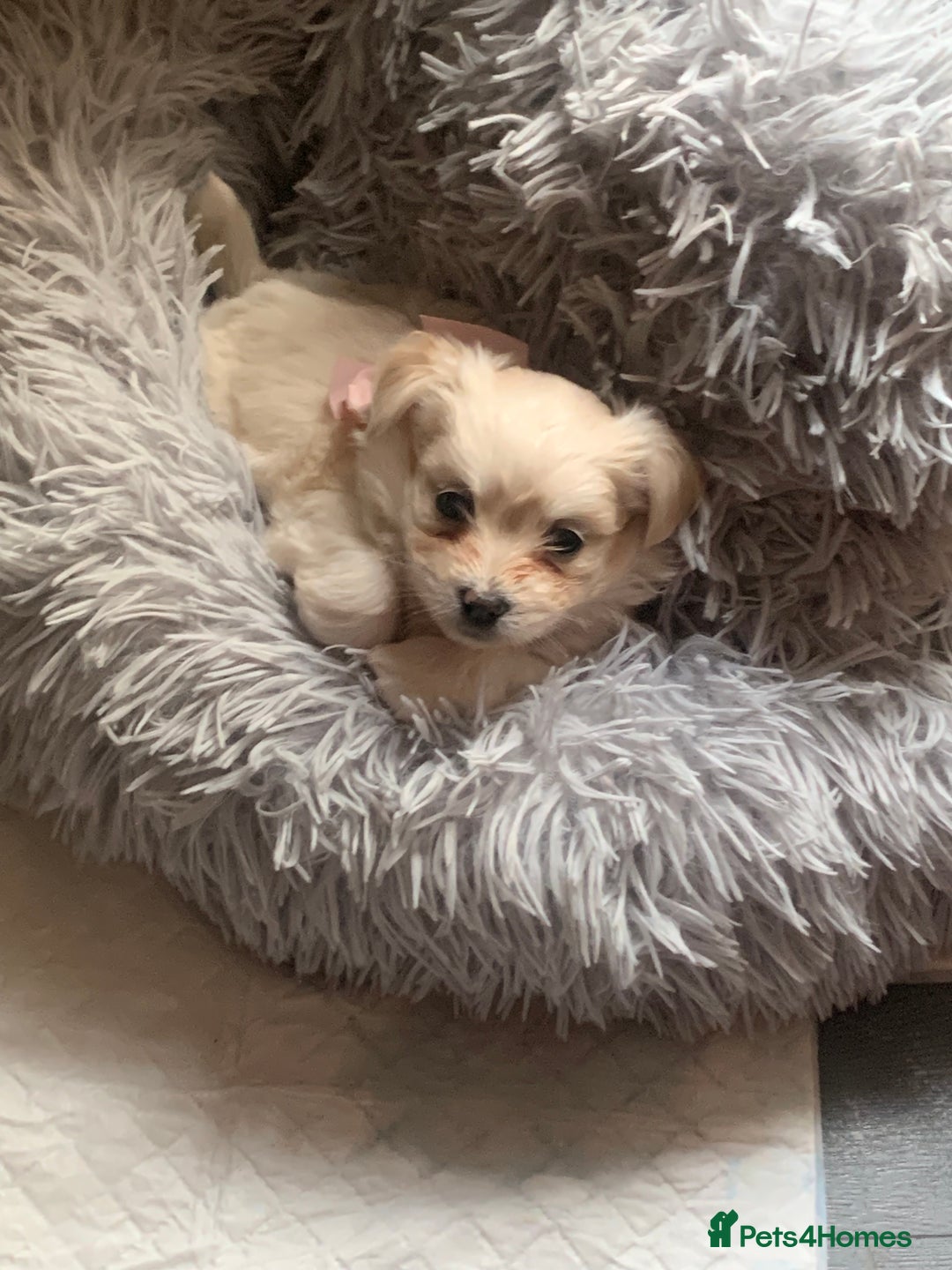 Mixed Breed dogs for sale: Malchi puppies  - Image 1