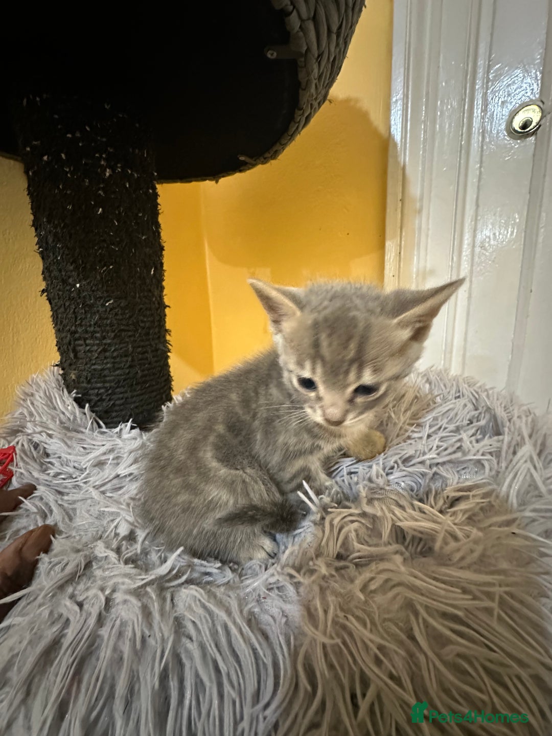 Bengal cats for sale: Stunning GCCF Registered Bengal Kittens  - Advert 8