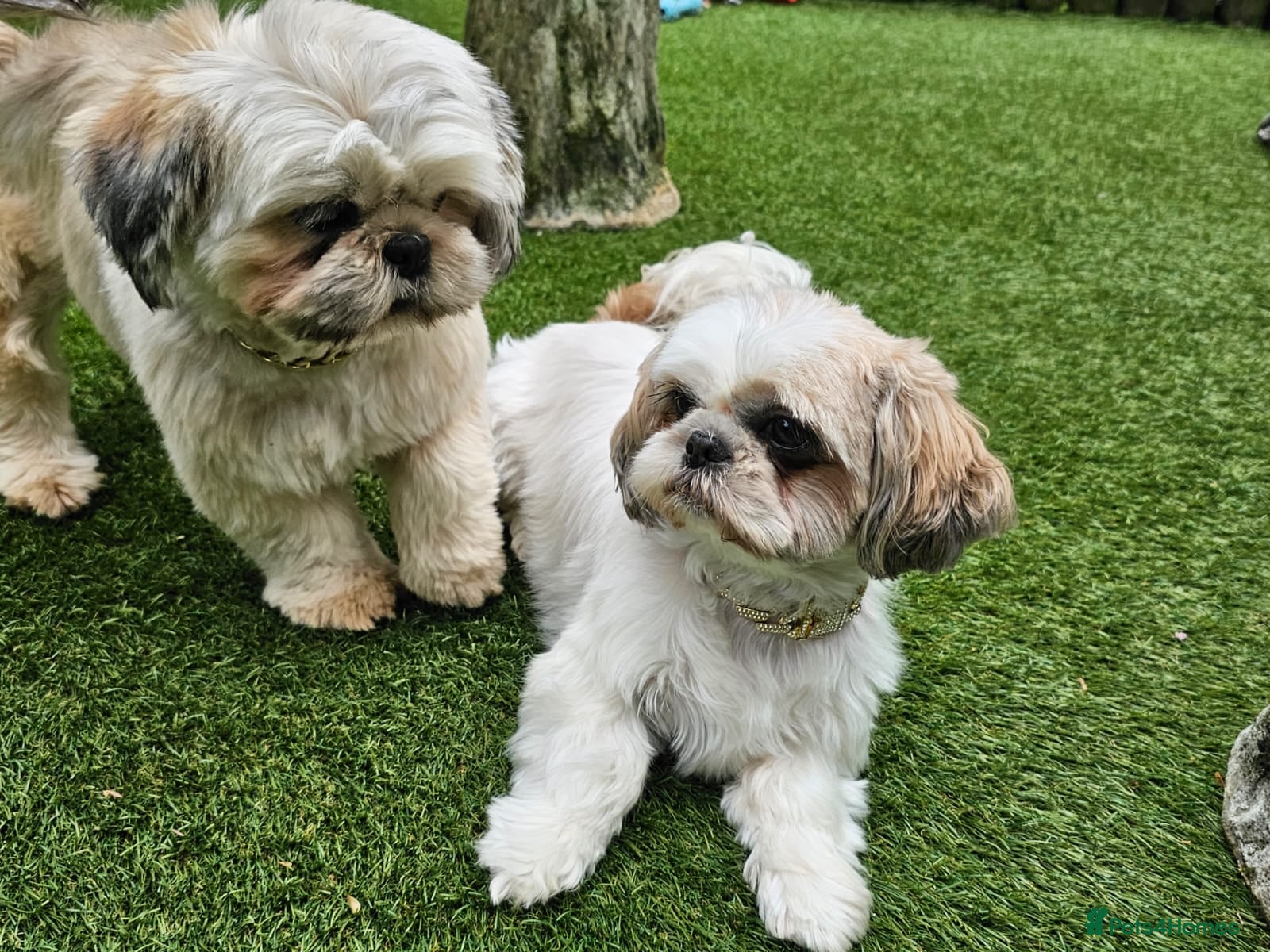 Shih Tzu dogs  💞 QUALITY STANDARD SHIH TZU 💕 - Advert 1