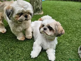 Shih Tzu dogs 💞 QUALITY STANDARD SHIH TZU 💕 - Advert 11