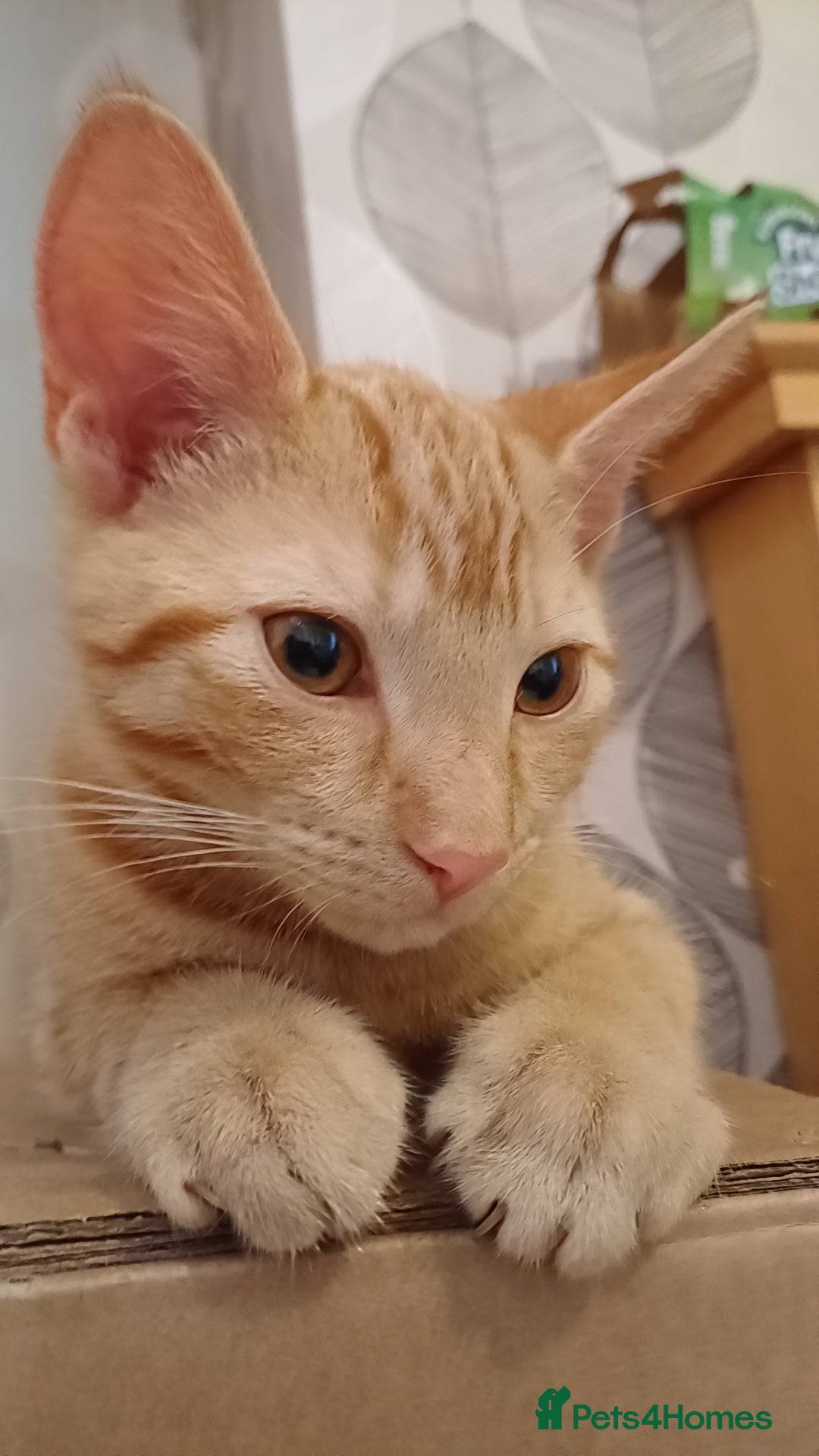 Mixed Breed cats Male ginger cat - Advert 1