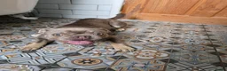 Frug dogs for sale: Blue Bella - Advert 7