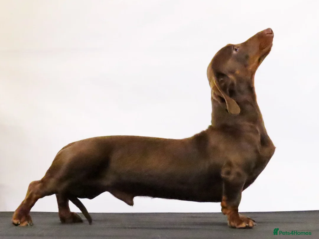 Miniature Dachshund dogs for stud: Chocolate & Tan  - Advert 2