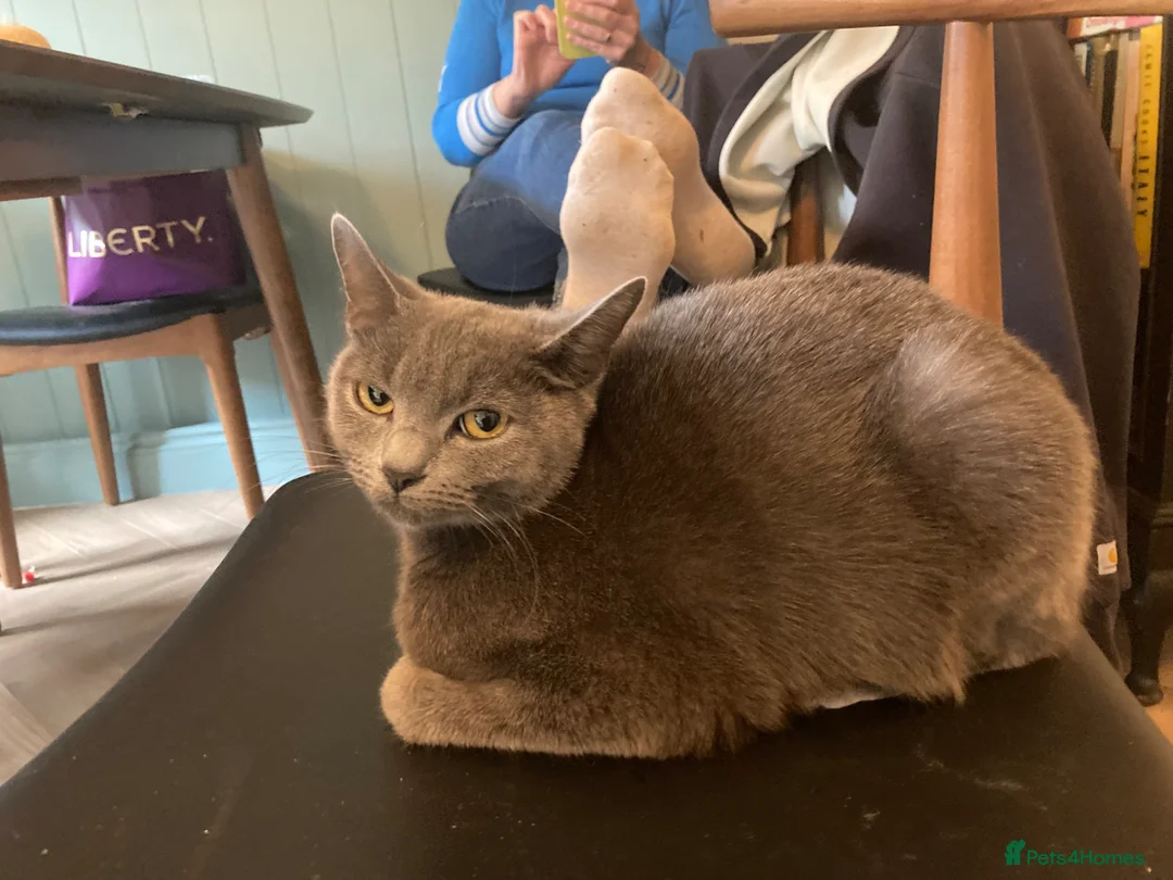 Mixed Breed cats for sale: Cute little black and white tuxedo kittens.  in Surbiton - Advert 1