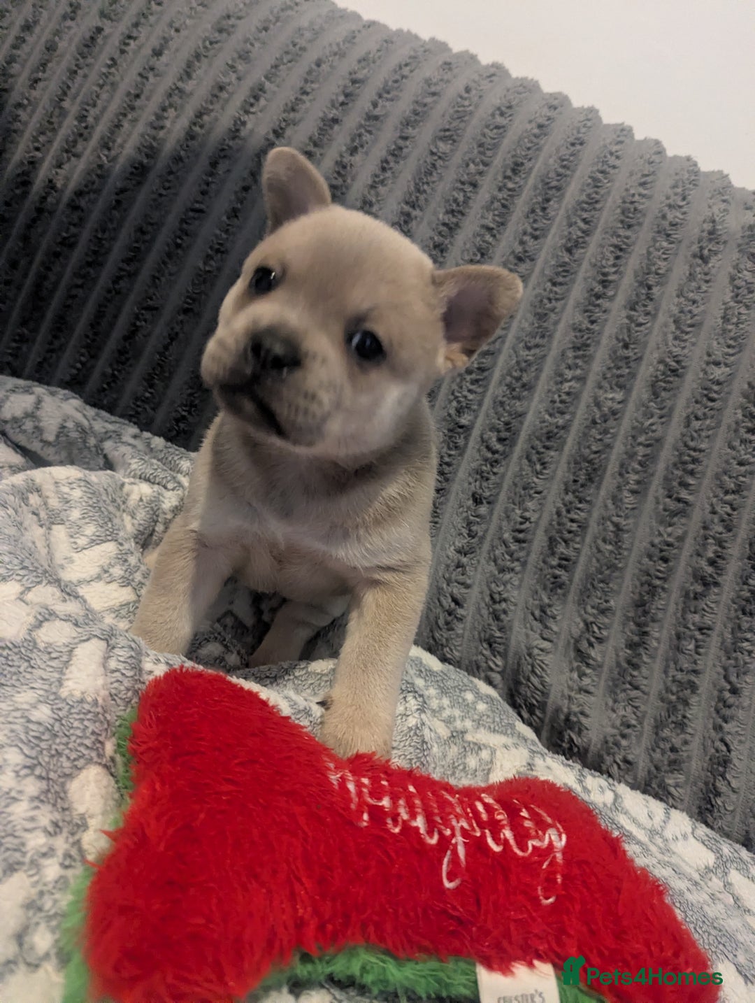 Mixed Breed dogs for sale: Beautiful Frenchie x chow chow puppies. - Advert 3