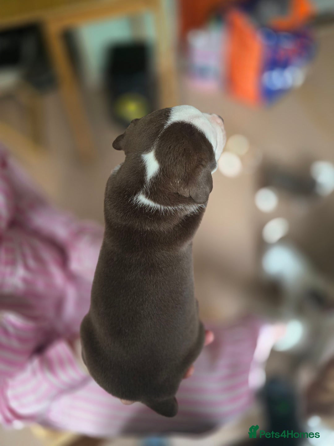 American Bully dogs for sale: Standard American bully 🐶  - Advert 7