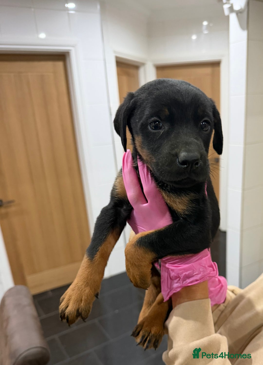 Mixed Breed dogs for sale: Doberman X puppies for sale  - Advert 10