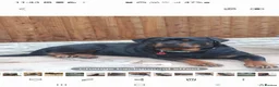 Rottweiler dogs for sale: Outstanding full German champion pedigree puppies  in Solihull - Advert 7