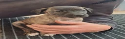 Mixed Breed dogs for sale: Bedlington whippet/Bedlington greyhound x whippet - Advert 18