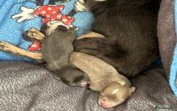 Chihuahua dogs for stud: STUD: Gorgeous White Long Coat Chihuahua  in Aldershot - Image 18