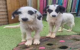 Mixed Breed dogs for adoption: Laura -In Ayr Looking for a home  - Image 3