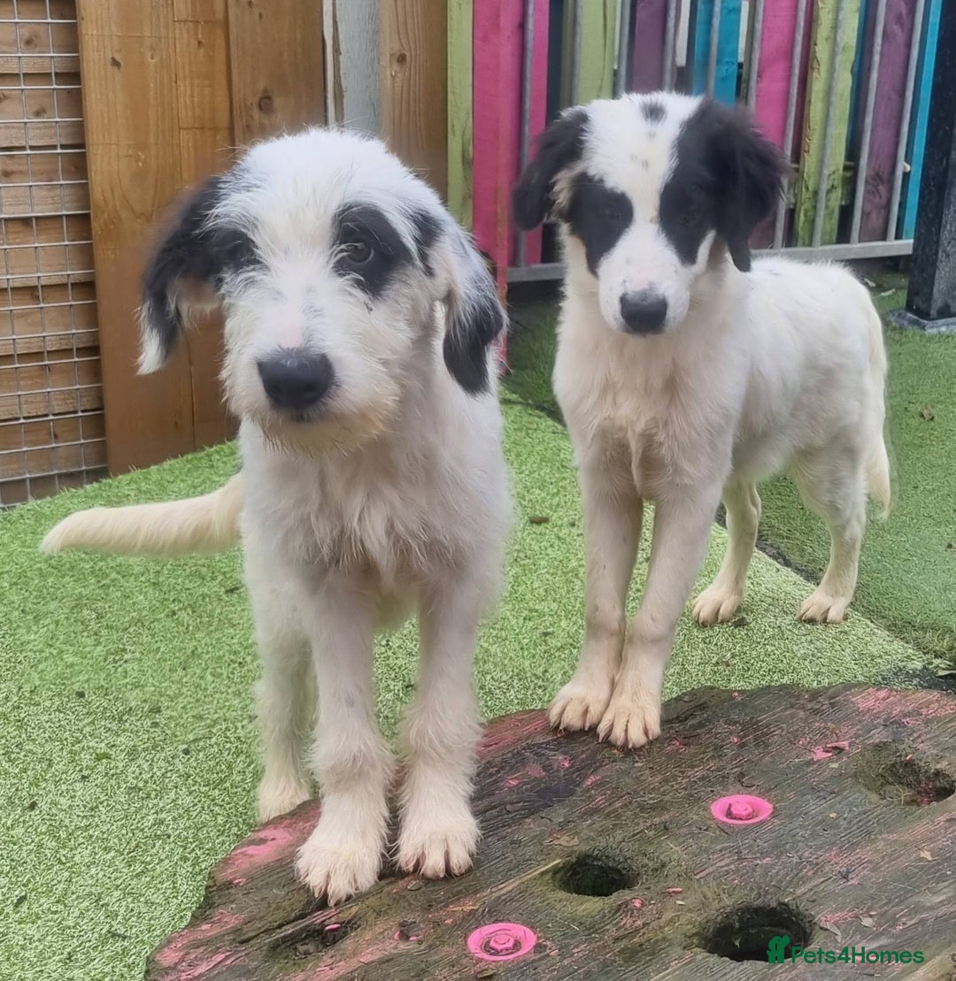 Mixed Breed dogs for adoption: Laura -In Ayr Looking for a home  - Image 3