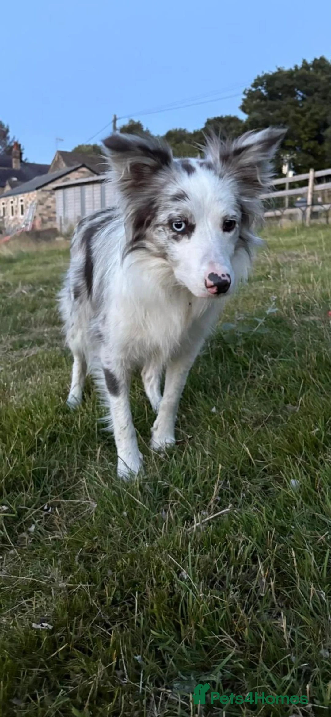 Border Collie dogs for sale: Blue merle border collie puppies  - Advert 18