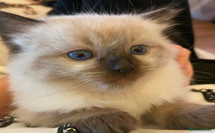 Ragdoll cats - Advert 3