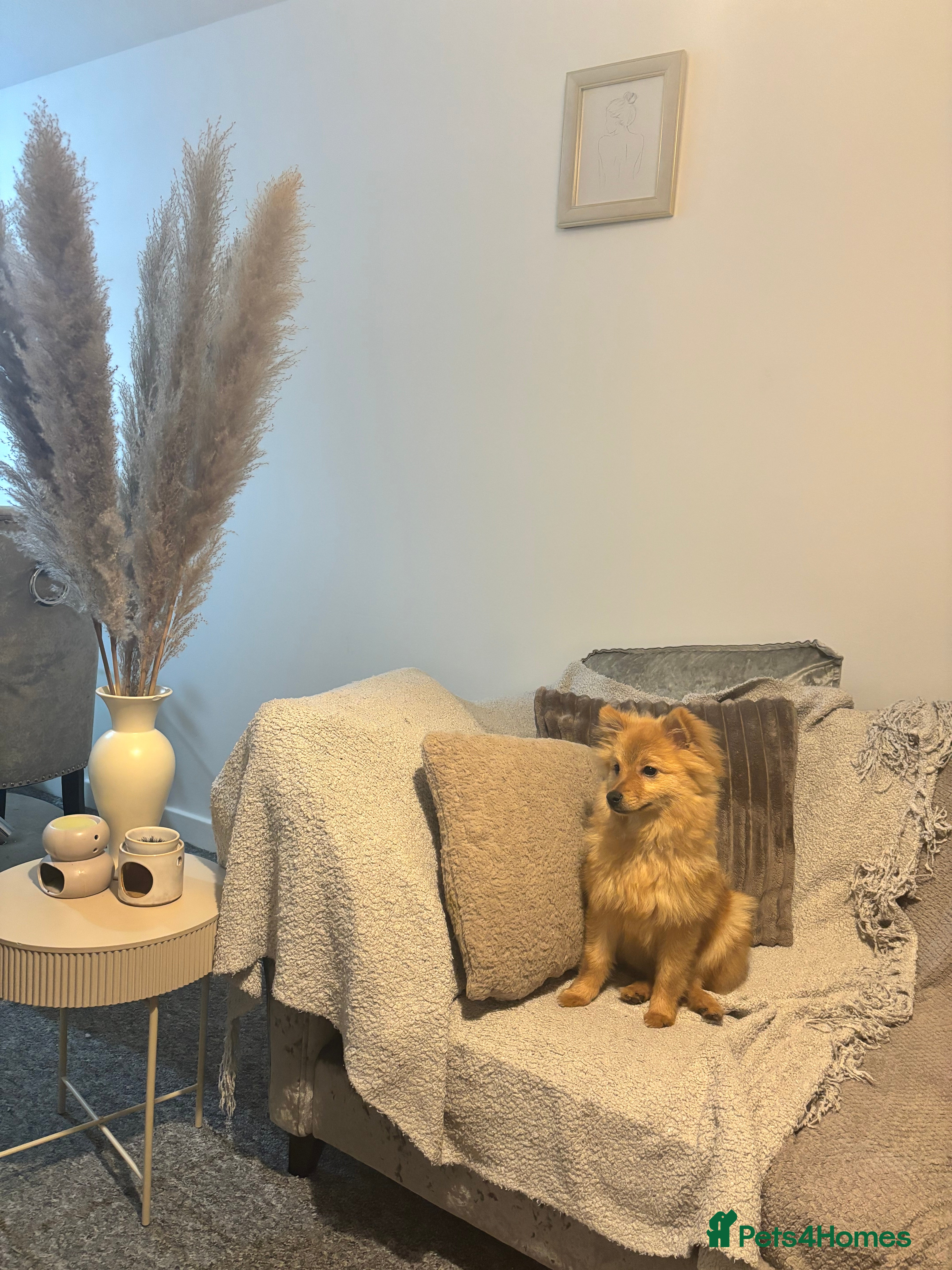 Pomeranian dogs Fox face Pomeranian  - Advert 4