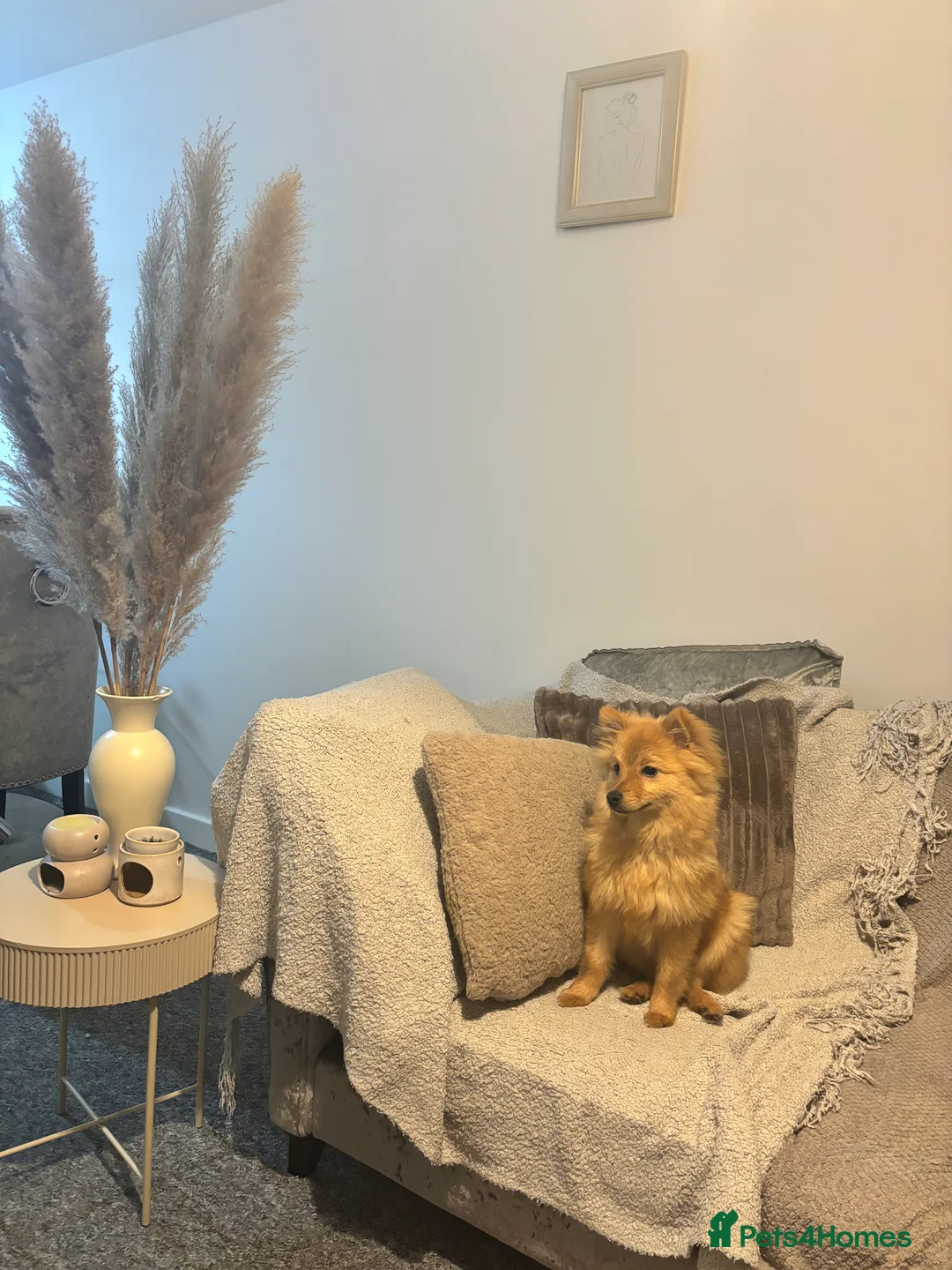 Pomeranian dogs for sale: Fox face Pomeranian  - Advert 1