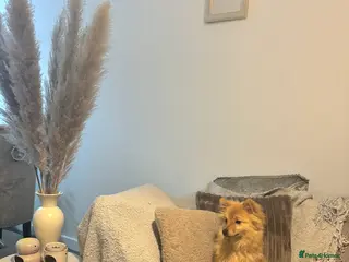 Pomeranian dogs Fox face Pomeranian - Advert 4