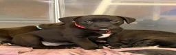 Mixed Breed dogs for sale: 8 Beautiful Pups looking for their forever homes  in Lostwithiel - Advert 8