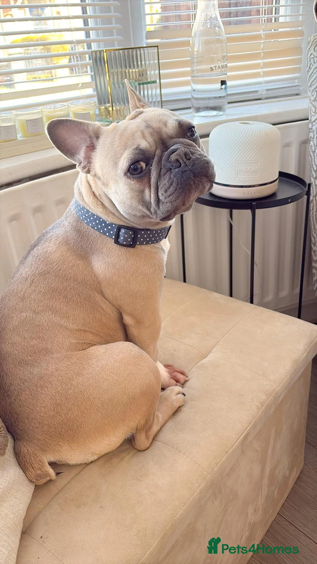 French Bulldog dogs for sale: French Bulldog Pups in Middlesbrough - Advert 2